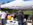 Pear Festival 2025 Lion Maura Richards